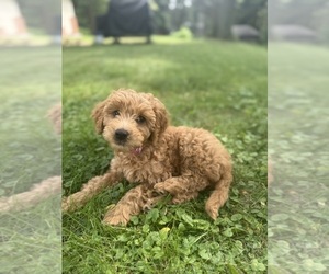 Goldendoodle (Miniature) Puppy for sale in NEWPORT, MN, USA
