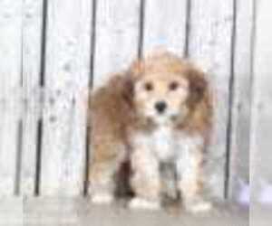 Yorkshire Terrier Puppy for sale in MOUNT VERNON, OH, USA