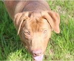 Small #5 Labrador Retriever-Redbone Coonhound Mix