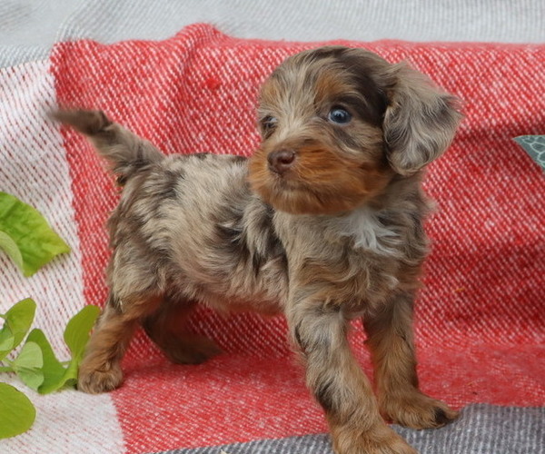 Medium Photo #9 Cavapoo Puppy For Sale in THORP, WI, USA