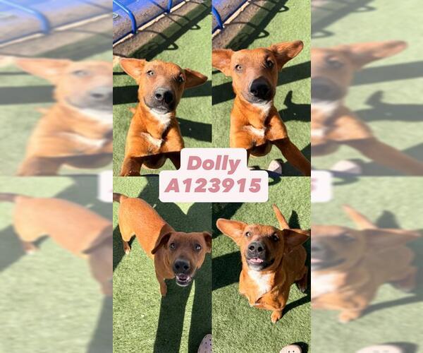 Medium Photo #2 Beagle-Rhodesian Ridgeback Mix Puppy For Sale in HESPERIA, CA, USA