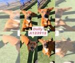 Small #1 Beagle-Rhodesian Ridgeback Mix