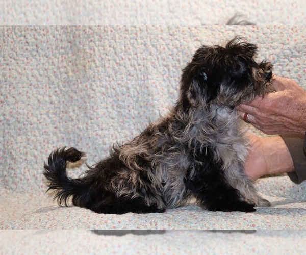 Medium Photo #5 Yorkiepoo mix (+ Poodle Toy) Puppy For Sale in DYERSBURG, TN, USA