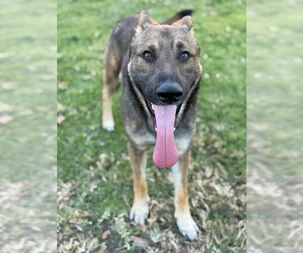 Medium Photo #1 German Shepherd Dog Puppy For Sale in Riverside, CA, USA