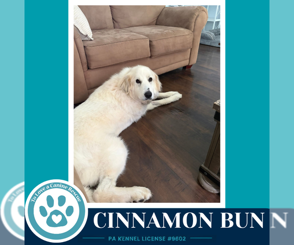 Medium Photo #4 Great Pyrenees Puppy For Sale in Kimberton, PA, USA