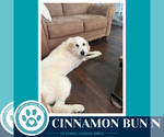 Small #3 Great Pyrenees