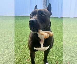 American Pit Bull Terrier Dogs for adoption in Pompano Beach , FL, USA