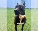 Small American Pit Bull Terrier