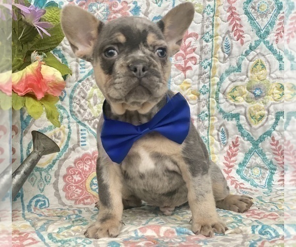 Medium Photo #8 French Bulldog Puppy For Sale in OXFORD, PA, USA