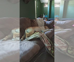 Small Photo #1 Labrador Retriever Puppy For Sale in CENTREVILLE, MI, USA