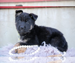 Small #2 German Shepherd Dog
