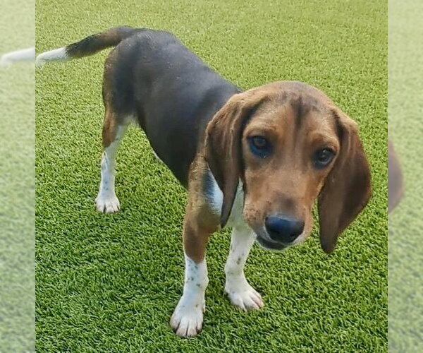 Medium Photo #1 Bagle Hound Puppy For Sale in Batavia, OH, USA