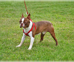 Small Photo #1 Boston Terrier Puppy For Sale in HOMINY, OK, USA
