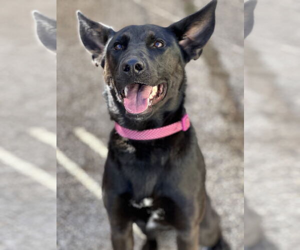 Medium Photo #5 German Shepherd Dog-Unknown Mix Puppy For Sale in Houston, TX, USA