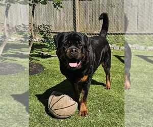 Rottweiler Dogs for adoption in Mooresville, NC, USA