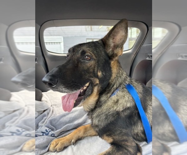 Medium Photo #3 German Shepherd Dog Puppy For Sale in Plantation, FL, USA