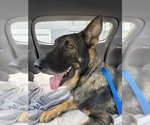 Small #2 German Shepherd Dog