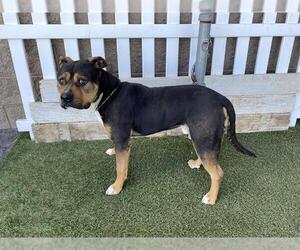 Mutt Dogs for adoption in Modesto, CA, USA