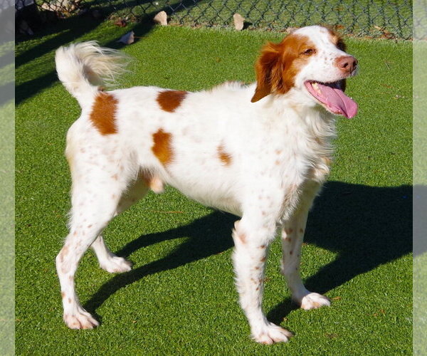 Medium Photo #5 Brittany Puppy For Sale in Curwensville, PA, USA