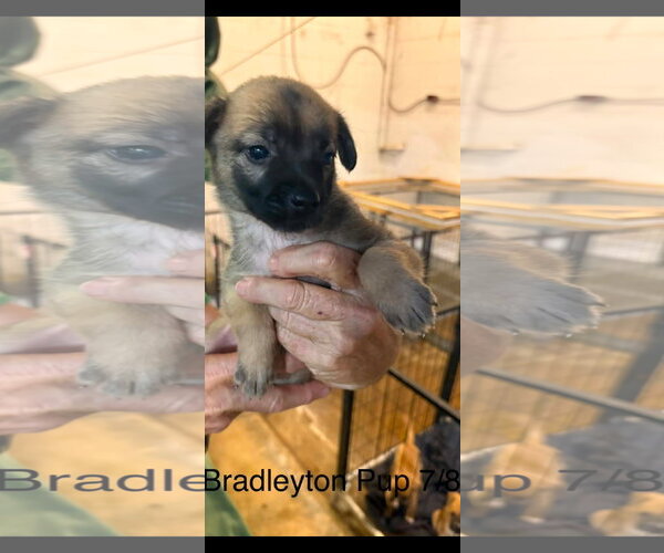 Medium Photo #3 Black Mouth Cur-Siberian Husky Mix Puppy For Sale in Brooksville, FL, USA