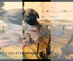 Small #2 Black Mouth Cur-Siberian Husky Mix