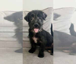 Medium Poodle (Miniature) Mix
