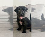 Small Poodle (Miniature) Mix