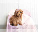 Puppy 5 Poodle (Toy)