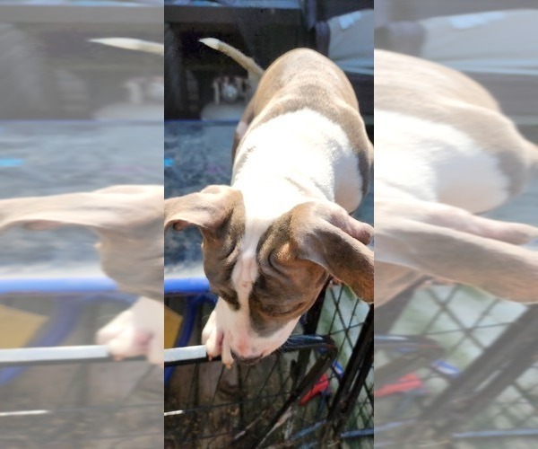 Medium Photo #31 American Bully Puppy For Sale in HARRISBURG, PA, USA