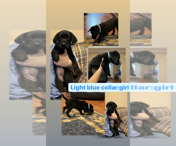 Medium Photo #2 Labrador Retriever Puppy For Sale in BLACKSHEAR, GA, USA