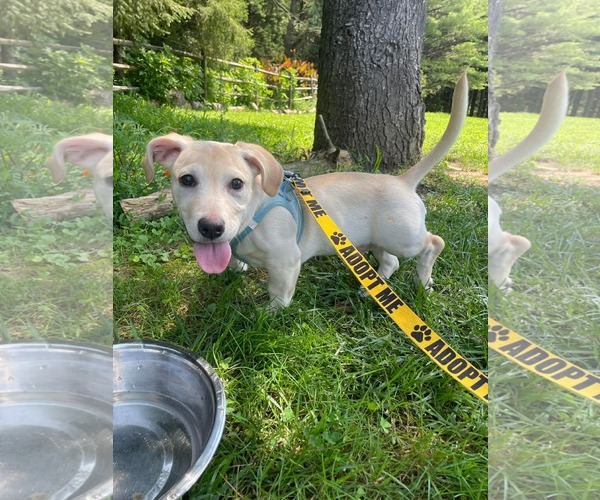 Medium Photo #2 Mutt Puppy For Sale in Derwood, MD, USA