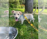 Small #1 Mutt