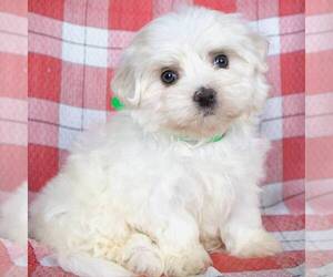 Maltese Puppy for sale in GREENVILLE, PA, USA