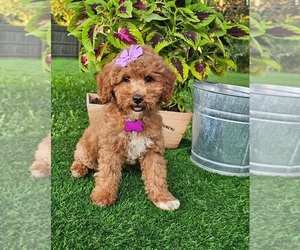 Goldendoodle (Miniature) Puppy for sale in INDIANAPOLIS, IN, USA