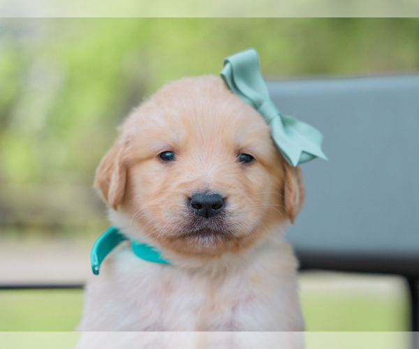 Medium Photo #5 Golden Retriever Puppy For Sale in LIBERTY, KY, USA