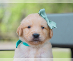 Small #4 Golden Retriever