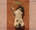 Small Photo #11 German Shorthaired Pointer Puppy For Sale in ARGONNE, WI, USA