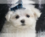 Small Photo #5 Maltese Puppy For Sale in WARSAW, IN, USA
