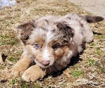 Small Photo #11 Miniature Australian Shepherd Puppy For Sale in MOUNT SHASTA, CA, USA