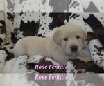 Puppy Rose Paw Female Golden Retriever
