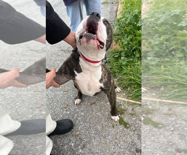 Medium Photo #5 Mutt Puppy For Sale in Woodland Hills, CA, USA