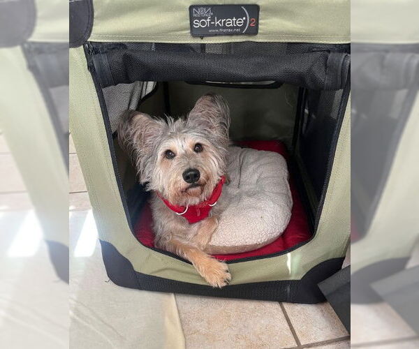 Medium Photo #6 Mutt Puppy For Sale in San Diego, CA, USA