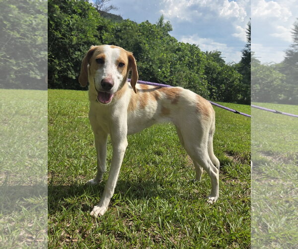 Medium Photo #2 Brittany-Treeing Walker Coonhound Mix Puppy For Sale in Attalka, AL, USA