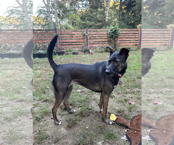 Medium Photo #3 Mutt Puppy For Sale in Wakefield, RI, USA