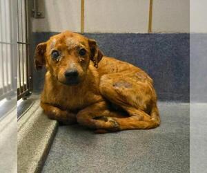 Mutt Dogs for adoption in San Antonio, TX, USA
