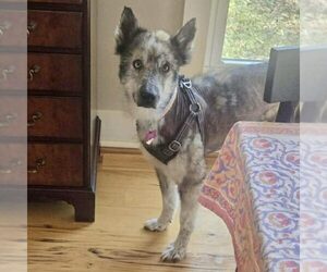 Siberian Husky-Unknown Mix Dogs for adoption in Spring Lake, NC, USA