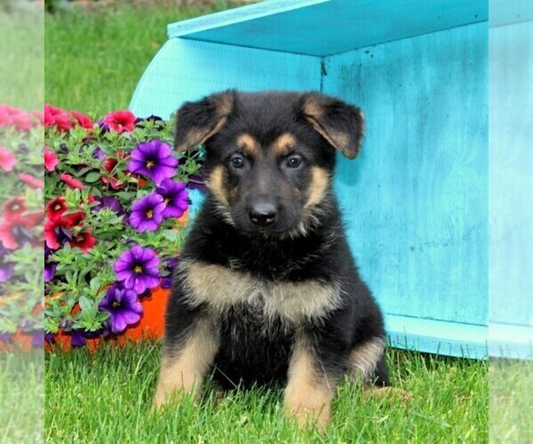 Medium Photo #1 German Shepherd Dog Puppy For Sale in PEACH BOTTOM, PA, USA