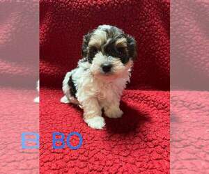 YorkiePoo Puppy for sale in MIDDLETOWN, IN, USA