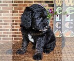 Small #9 Aussiedoodle