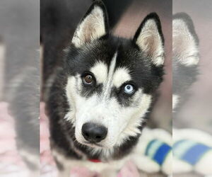 - Mix Dogs for adoption in Martinsburg, WV, USA